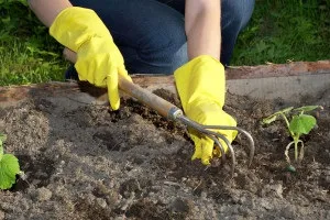 Як виростити лілії на дачі поради експертів (як виростити лілії на дачі) Як виростити лілії на дачі поради експертів