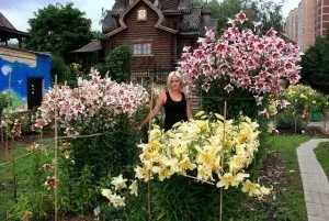 Як виростити лілії на дачі поради експертів (виростити) Як виростити лілії на дачі поради експертів
