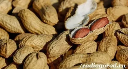 Як виростити арахіс посадка арахісу (як виростити арахіс? Посадка арахісу. Догляд за арахісом) Як виростити арахіс посадка арахісу