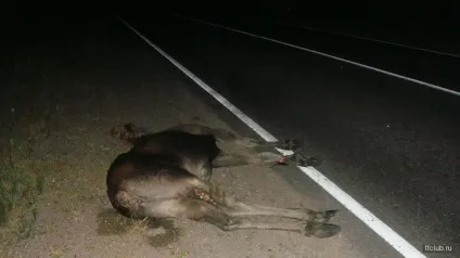 Як я у відпустку з'їздив