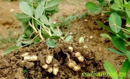 Як виростити арахіс посадка арахісу (виростити) Як виростити арахіс посадка арахісу
