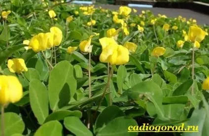 Як виростити арахіс посадка арахісу (виростити) Як виростити арахіс посадка арахісу