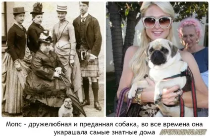 Як доглядати за мопсів, який характер у цієї собаки і кому рекомендується заводити мопсів відео (рекомендується) Як доглядати за мопсів, який характер у цієї собаки і кому рекомендується заводити мопсів відео