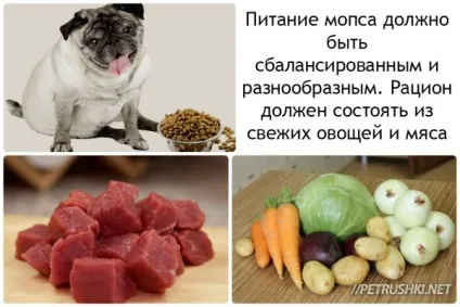 Як доглядати за мопсів, який характер у цієї собаки і кому рекомендується заводити мопсів відео (тільки) Як доглядати за мопсів, який характер у цієї собаки і кому рекомендується заводити мопсів відео