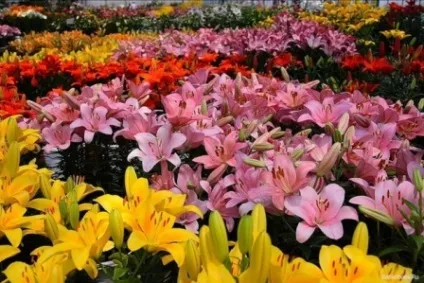 Як виростити лілії на дачній ділянці (Правила посадки лілій) Як виростити лілії на дачній ділянці