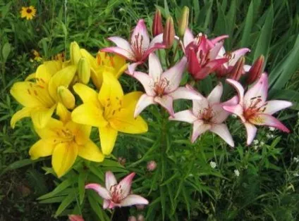 Як виростити лілії на дачній ділянці (Правила посадки лілій) Як виростити лілії на дачній ділянці