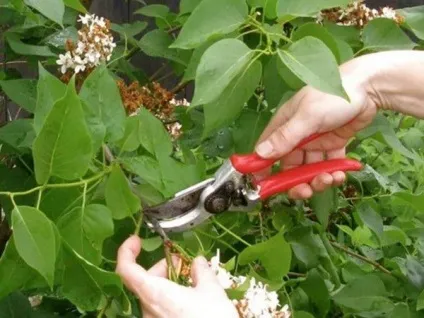 Як доглядати за бузком