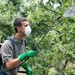 Коли і як правильно обробити сад бордосской сумішшю (обробити) Коли і як правильно обробити сад бордосской сумішшю