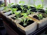 Клематиси восени - пересадка, посадка і догляд, підготовка клематиса до зими, розмноження і обрізка (клематиси) Клематиси восени - пересадка, посадка і догляд, підготовка клематиса до зими, розмноження і обрізка