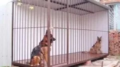 Каркас вольєра для собаки, решітки для вольєрів (зварювання) Каркас вольєра для собаки, решітки для вольєрів