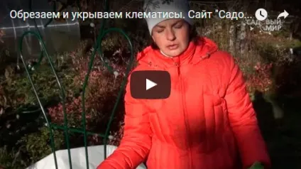 Клематиси восени - пересадка, посадка і догляд, підготовка клематиса до зими, розмноження і обрізка (клематиси) Клематиси восени - пересадка, посадка і догляд, підготовка клематиса до зими, розмноження і обрізка