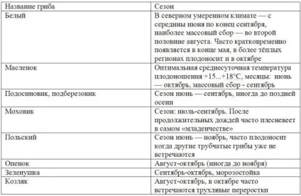 Коли йти за грибами - краще час для збору грибів, travellife - подорожувати в кайф! (Грибами) Коли йти за грибами - краще час для збору грибів, travellife - подорожувати в кайф!