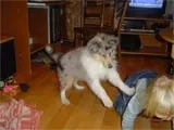 Кот або пес кого вибрати