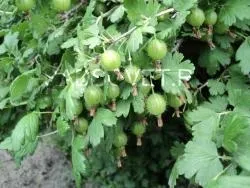 Агрус агротехніка, поради садівникам (догляд за агрусом.) Агрус агротехніка, поради садівникам