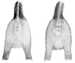Кошенята, блог сергея короля (кошенята) Кошенята, блог сергея короля