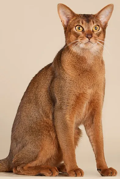 Кошенята, блог сергея короля (кошенята) Кошенята, блог сергея короля