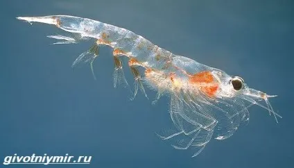 Кріль рак