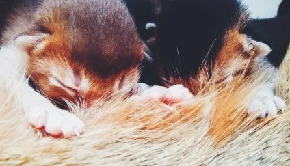 Кошенята, блог сергея короля (кошенята) Кошенята, блог сергея короля