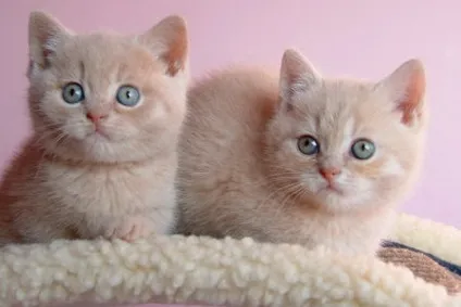 Кого вибрати кошеня, або дорослу кішку (кошеня) Кого вибрати кошеня, або дорослу кішку