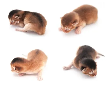 Кошенята, блог сергея короля (кошенята) Кошенята, блог сергея короля