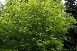 Лікування простатиту ліщиною народні способи