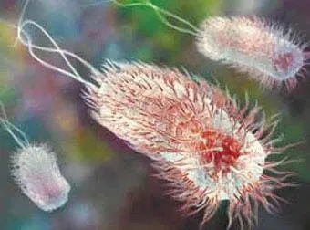 Лікування кишкової палички засобами народної медицини