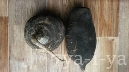 Лікування редькою з медом захворювань дихальної сист (дихальної) Лікування редькою з медом захворювань дихальної сист