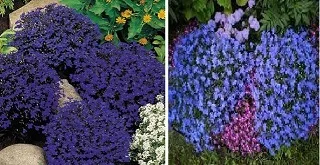 Лобелія вирощування з насіння, коли садити (насіння) Лобелія вирощування з насіння, коли садити