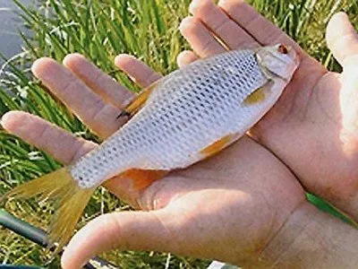 ловимо чебака