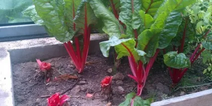 Мангольд вирощування з насіння, догляд (замочити мокрої тканини) Мангольд вирощування з насіння, догляд