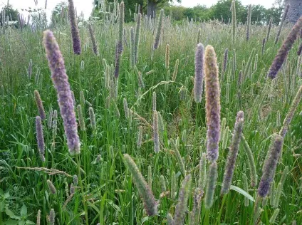 Лісохвост (акаліфа) фото і види, вирощування і догляд за рослиною (лисохвіст) Лісохвост (акаліфа) фото і види, вирощування і догляд за рослиною