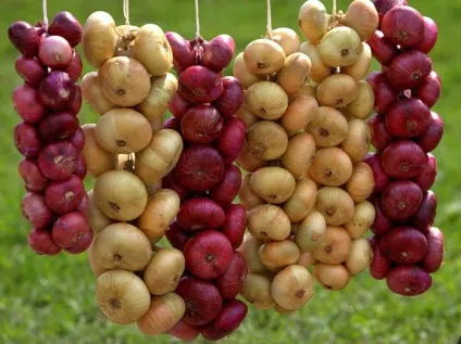 Цибуля ріпчаста користь і шкода, лікувальні властивості (ріпчаста) Цибуля ріпчаста користь і шкода, лікувальні властивості