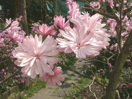 Магнолія Суланжа посадка і догляд, фото квітучої магнолії в саду (посадка) Магнолія Суланжа посадка і догляд, фото квітучої магнолії в саду