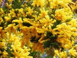 Мімоза своїми руками