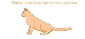 Сечокам'яна хвороба у кішок лікування, симптоми, дієта, корм, zoosecrets (дієта) Сечокам'яна хвороба у кішок лікування, симптоми, дієта, корм, zoosecrets