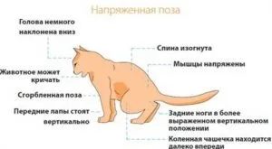 Сечокам'яна хвороба у кішок лікування, симптоми, дієта, корм, zoosecrets (хвороба) Сечокам'яна хвороба у кішок лікування, симптоми, дієта, корм, zoosecrets