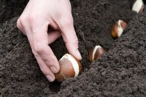 Багаторічники під зиму - що можна посадити і як доглядати (зиму) Багаторічники під зиму - що можна посадити і як доглядати