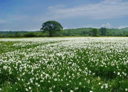 Місця, які варто відвідати в українських Карпатах (міста) Місця, які варто відвідати в українських Карпатах