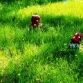 Спостереження за птахами »