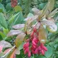 Спостереження в природі навесні (ранній розвиток) Спостереження в природі навесні