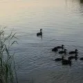 Спостереження в природі навесні (навесні) Спостереження в природі навесні