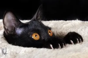 Мультик про чорного кота, чудо-кіт