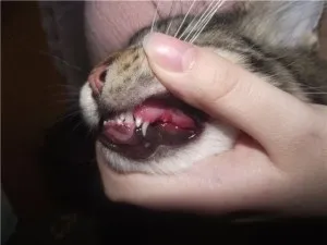 Молочні зуби у котів - на що необхідно звернути увагу коли випадуть (зміна молочних зубів у кішок) Молочні зуби у котів - на що необхідно звернути увагу коли випадуть