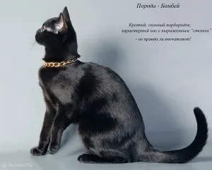 Мультик про чорного кота, чудо-кіт