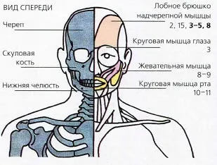 Напруга і біль м'язів обличчя і голови (напруга) Напруга і біль м'язів обличчя і голови