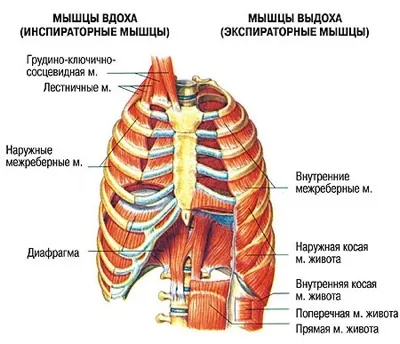 Знайди свій голос і дозволь йому звучати - або йога для голосу, wildyogi (голоси) Знайди свій голос і дозволь йому звучати - або йога для голосу, wildyogi