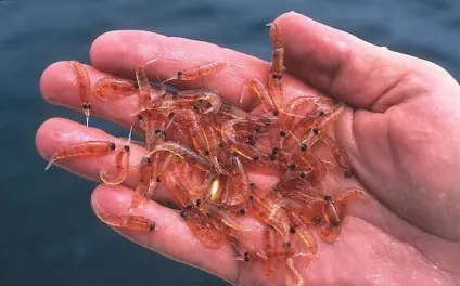 Морський криль що це таке