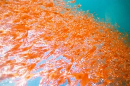 Морський криль що це таке