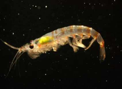 Морський криль що це таке