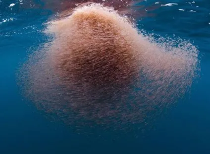 Морський криль що це таке